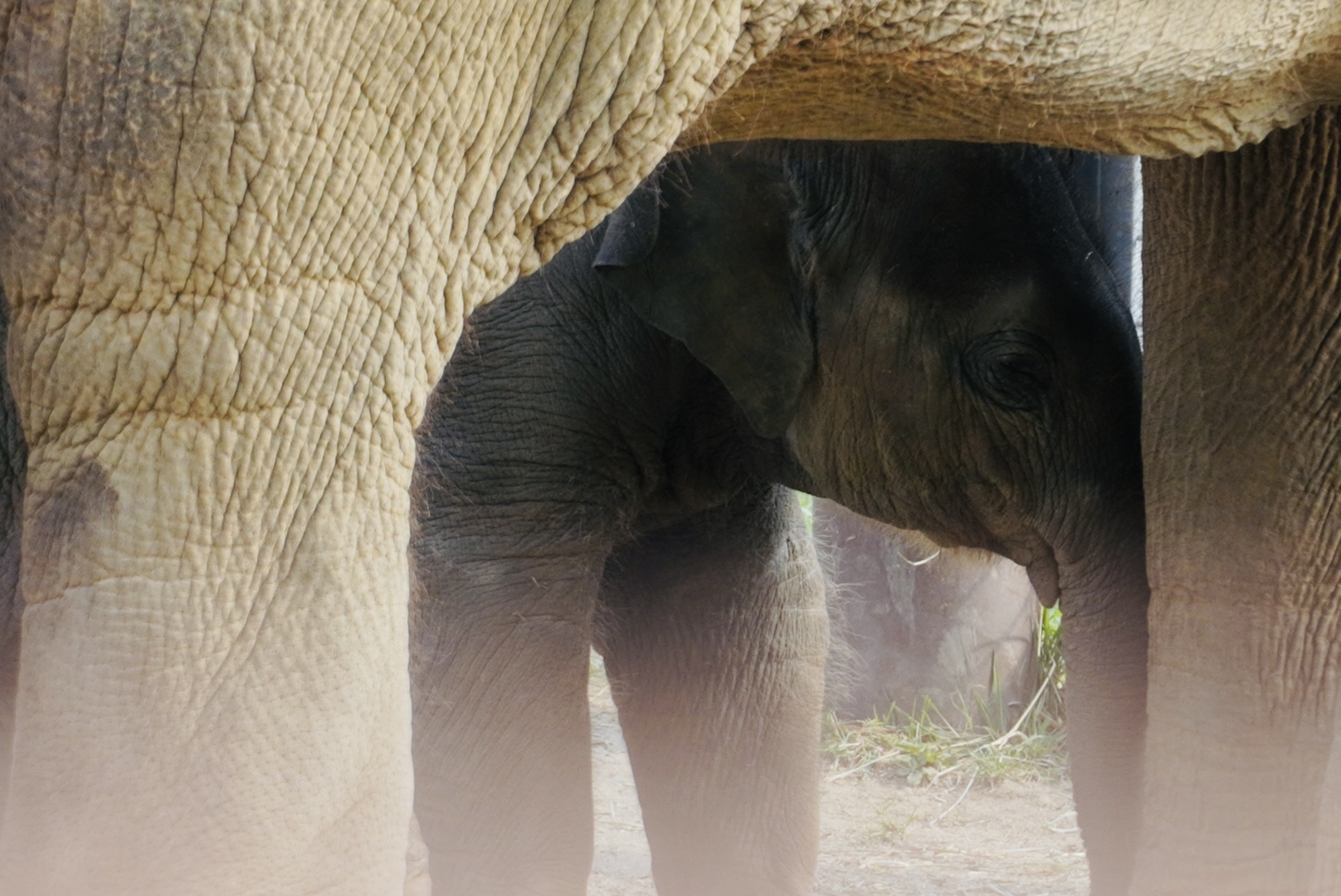 “Rita Jean”, Asian Elephant Calf