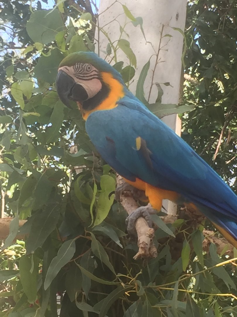 Ritchie the Blue and Gold Macaw
