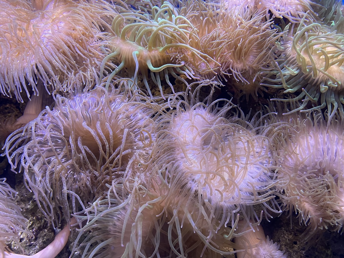 ritteri anemone (radianthus magnifica)