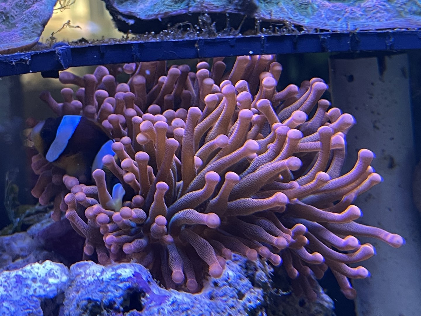 ritteri anemone (radianthus magnifica)