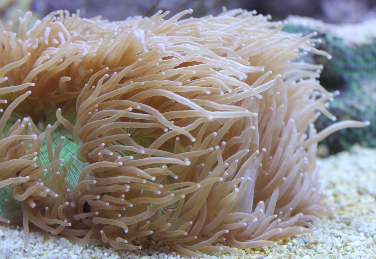Ritteri sea anemone