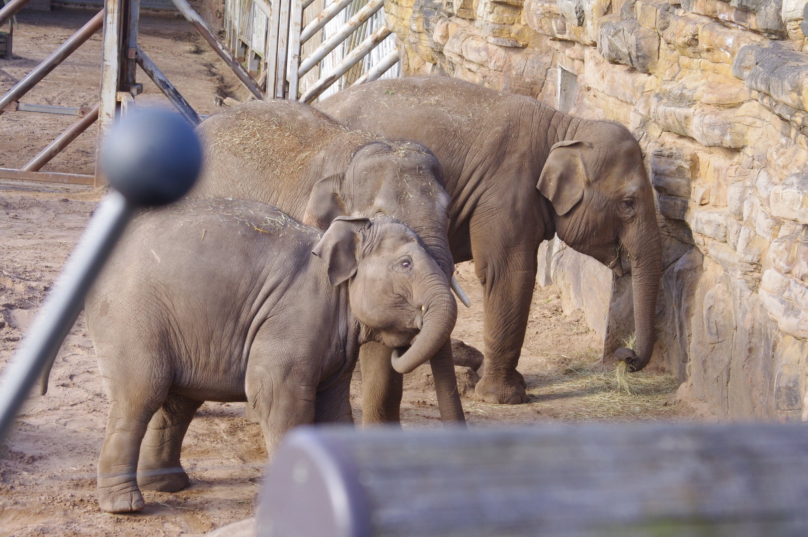 Riva, Anjan and Indali- Asian Elephants- 4/4/2023
