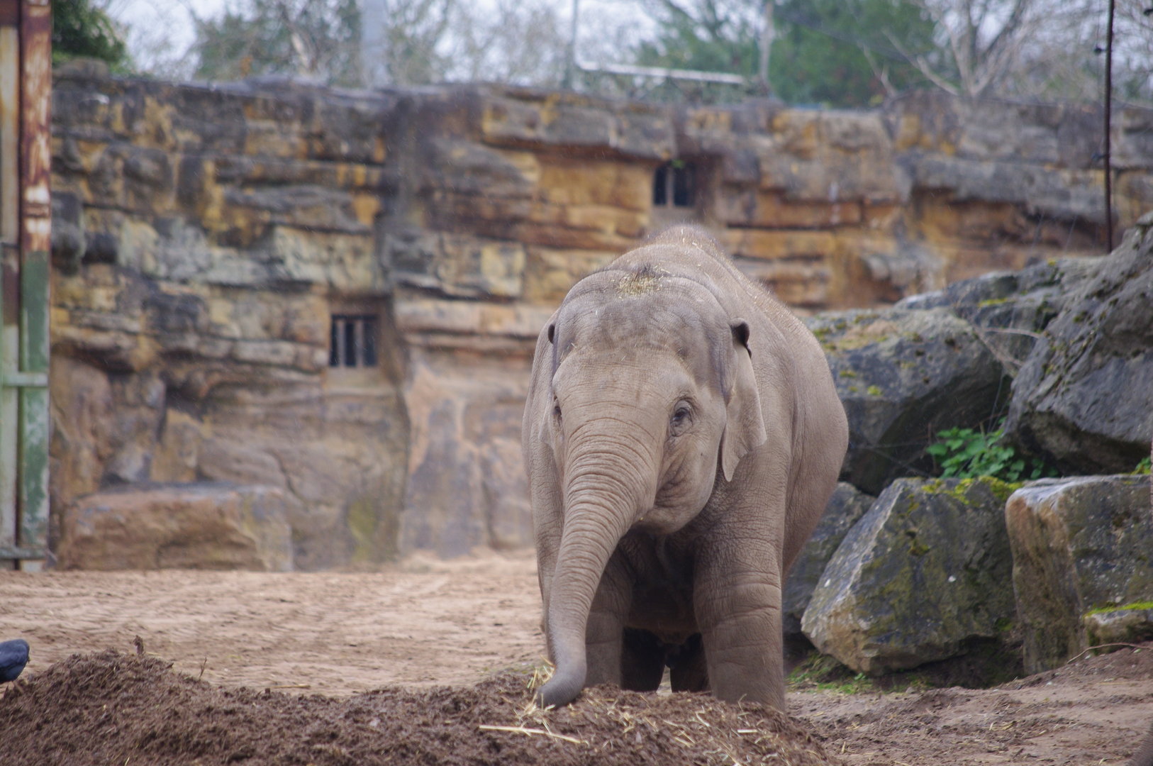 Riva- Asian Elephant calf- 5/4/2023