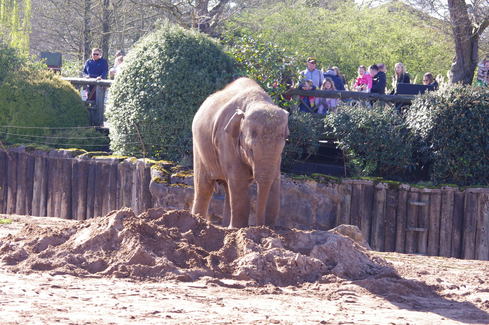 Riva- Asian Elephant- Chester Zoo 4/4/2023