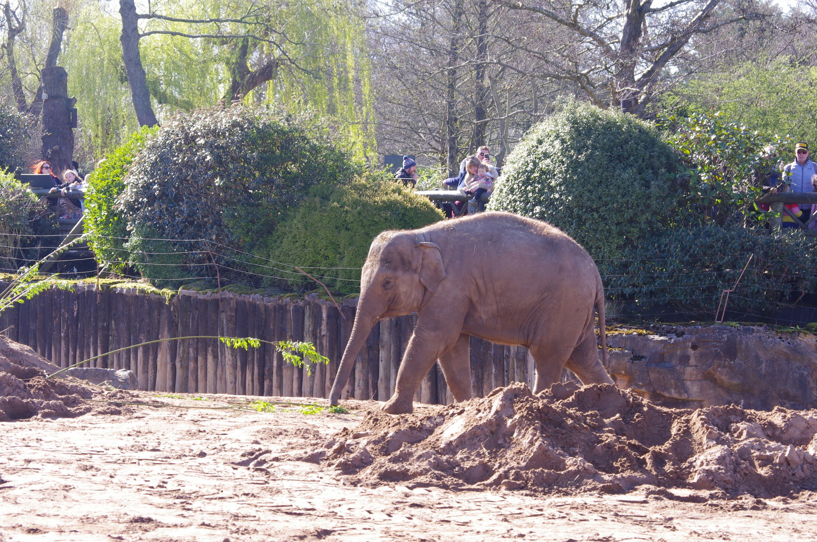 Riva- Asian Elephant- Chester Zoo 4/4/2023