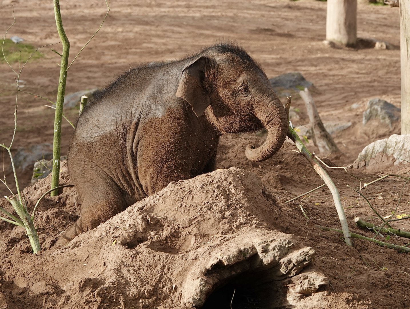 Riva - Asian Elephant