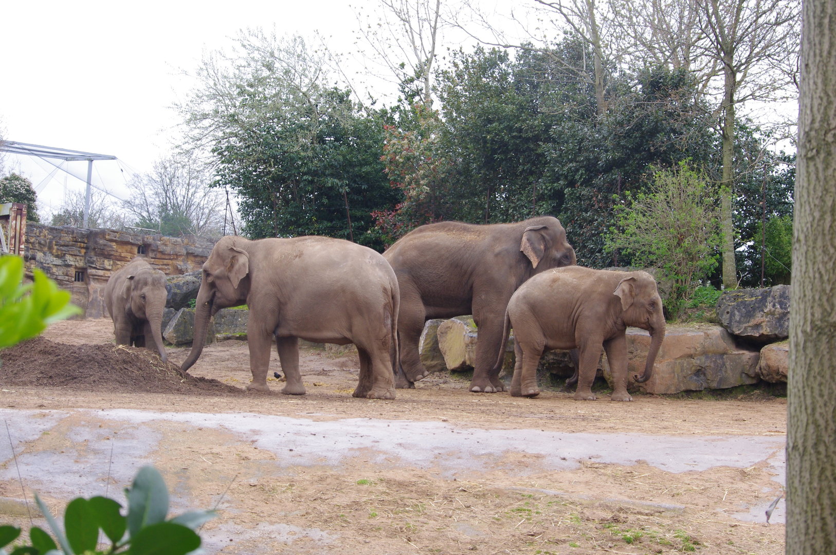 Riva, Sundara, Aung Bo and Indali- Asian Elephants- 5/4/2023