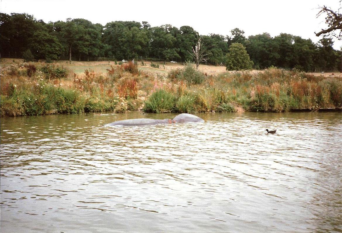 River Boat Safari - July 1989