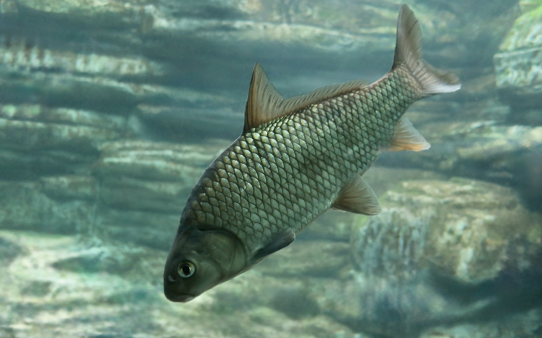 River Carpsucker (Carpiodes carpio)