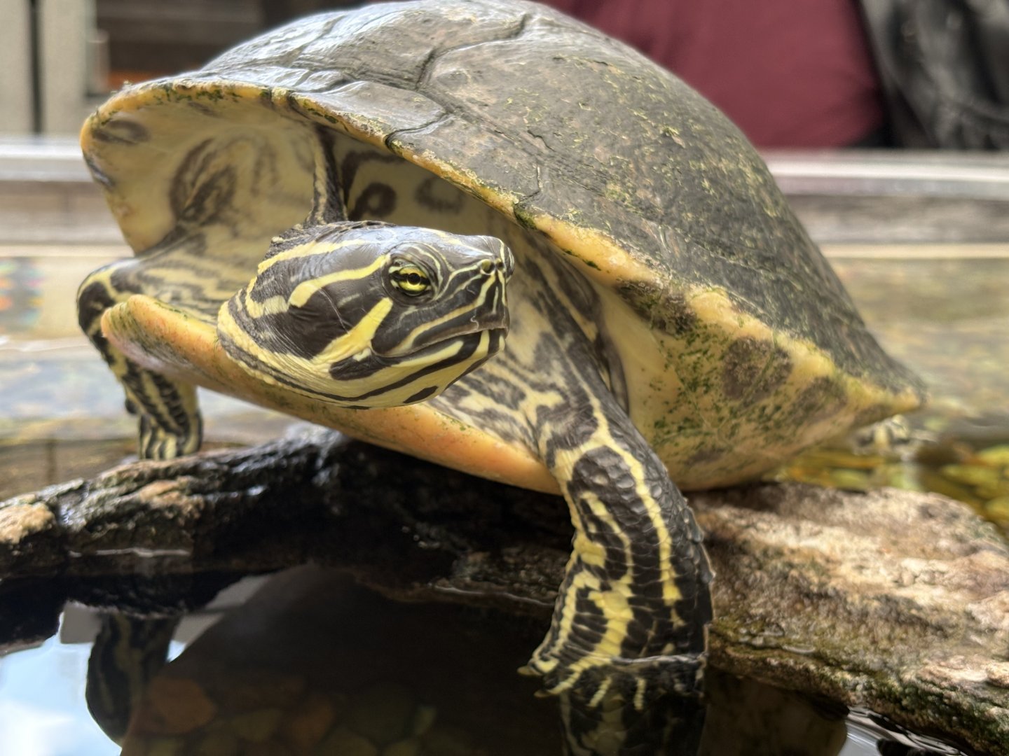 River Cooter or Yellow-bellied Slider?