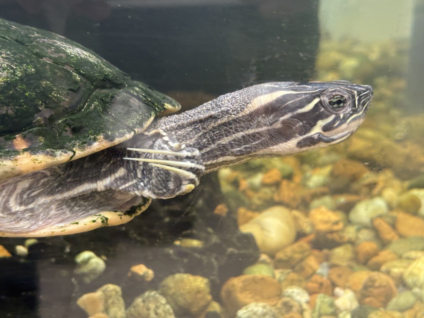 River Cooter or Yellow-bellied Slider?