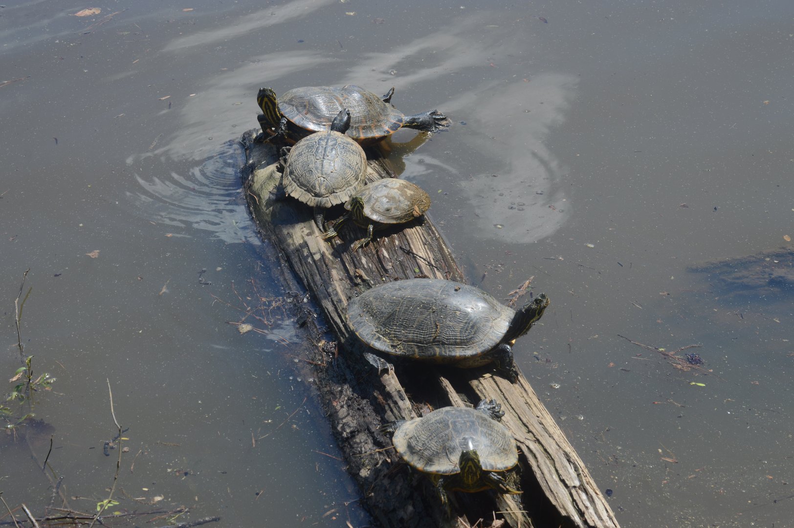 River Cooter (Pseudemys concinna) and Pond Slider (Trachemys scripta)