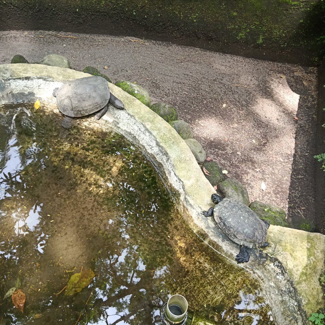 River cooter (Pseudemys concinna) - Sato Loka Resto & Conservation Park