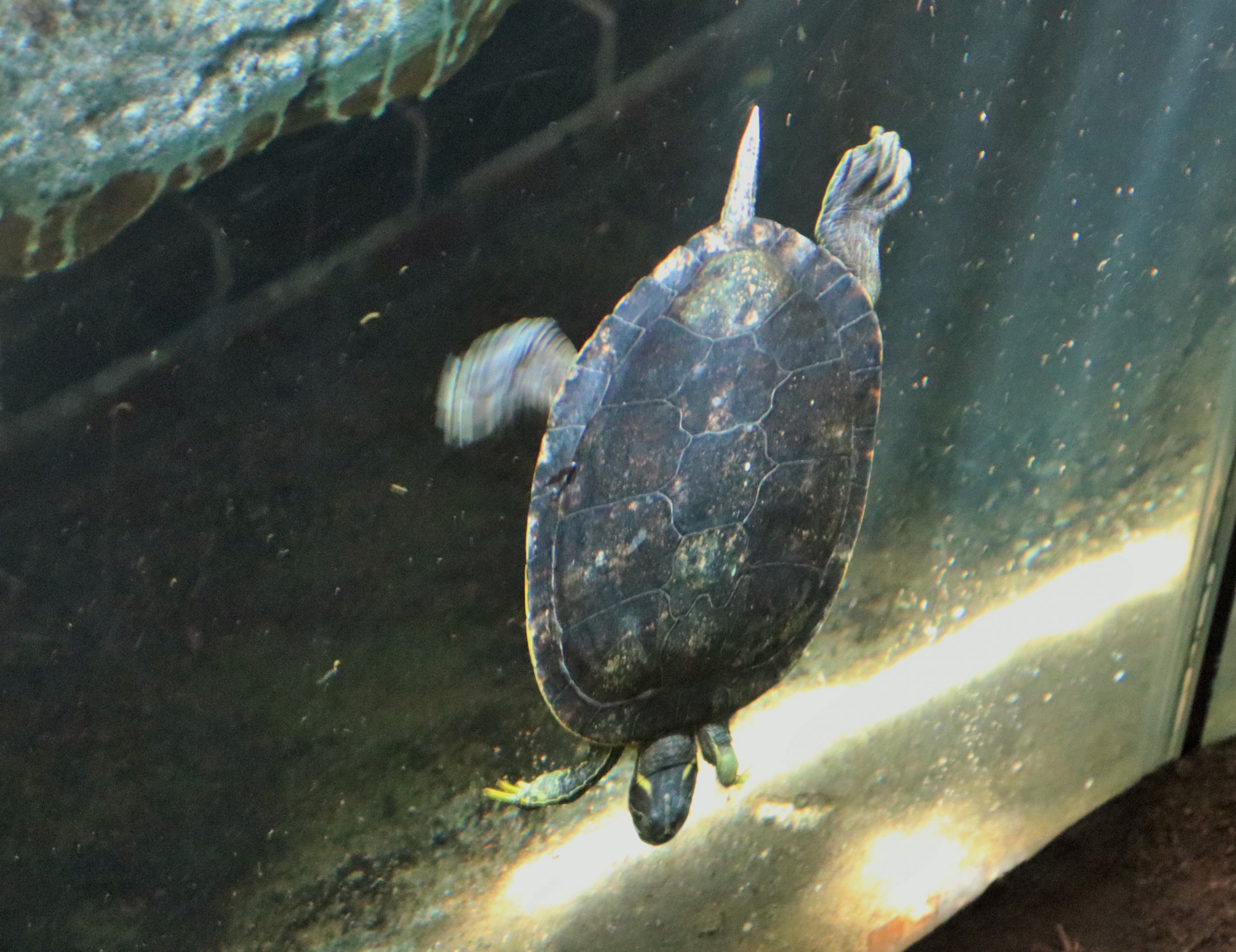 River Cooter (Pseudemys concinna)