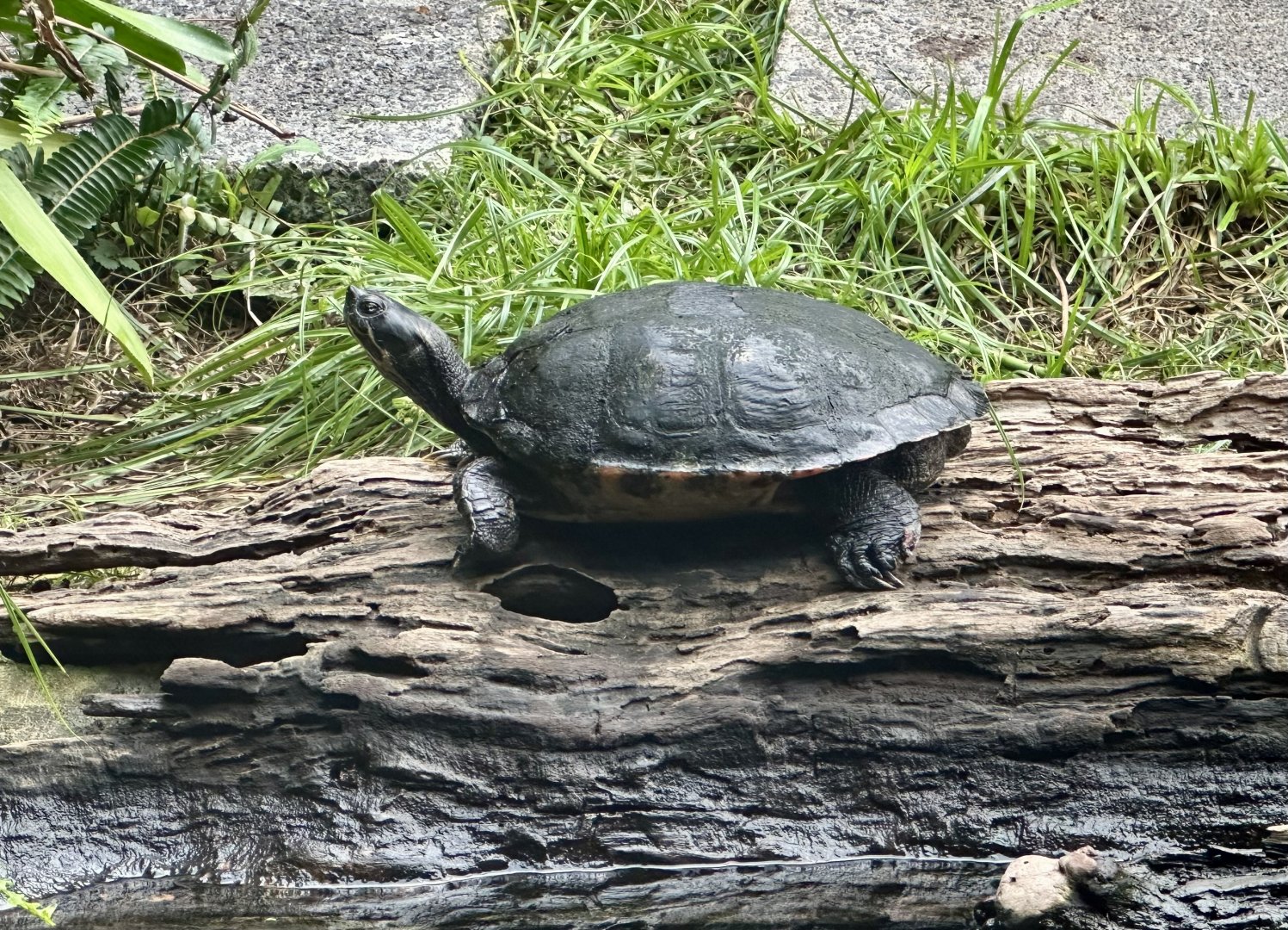River cooter turtle (Pseudemys concinna)