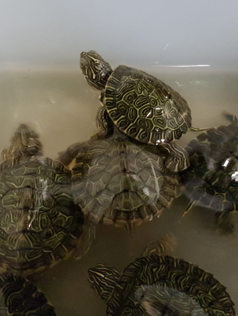 River cooters - Pseudemys concinna hieroglyphica