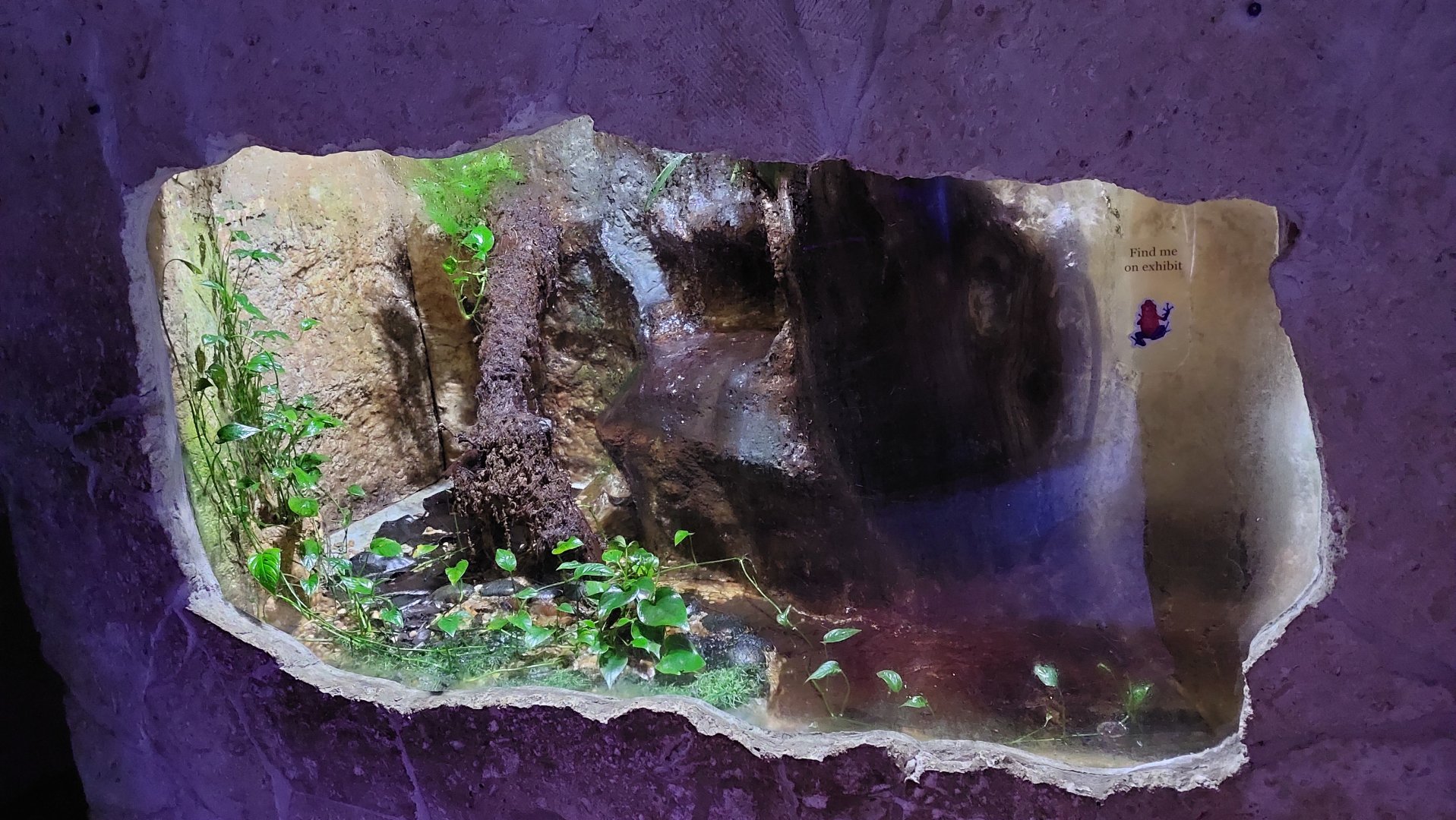 River Delta- Dart Frog Exhibit