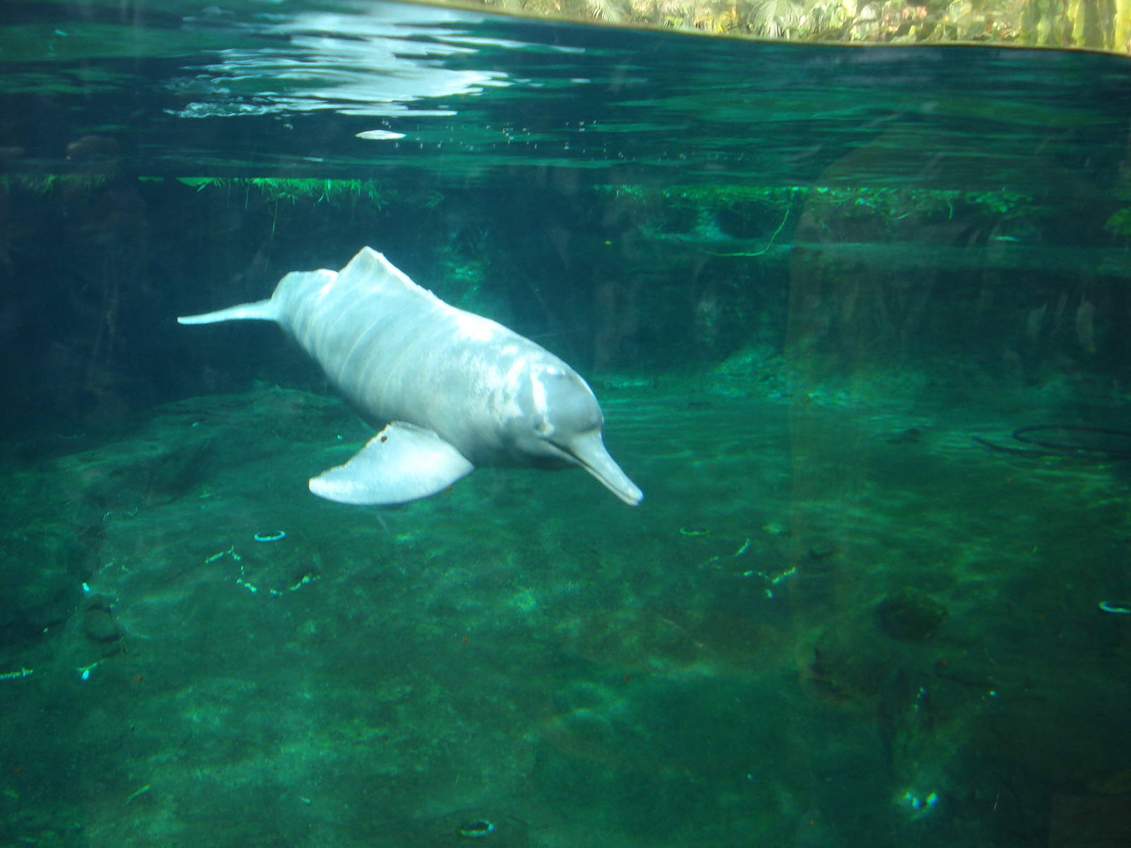 River Dolphin, 12-04-2008