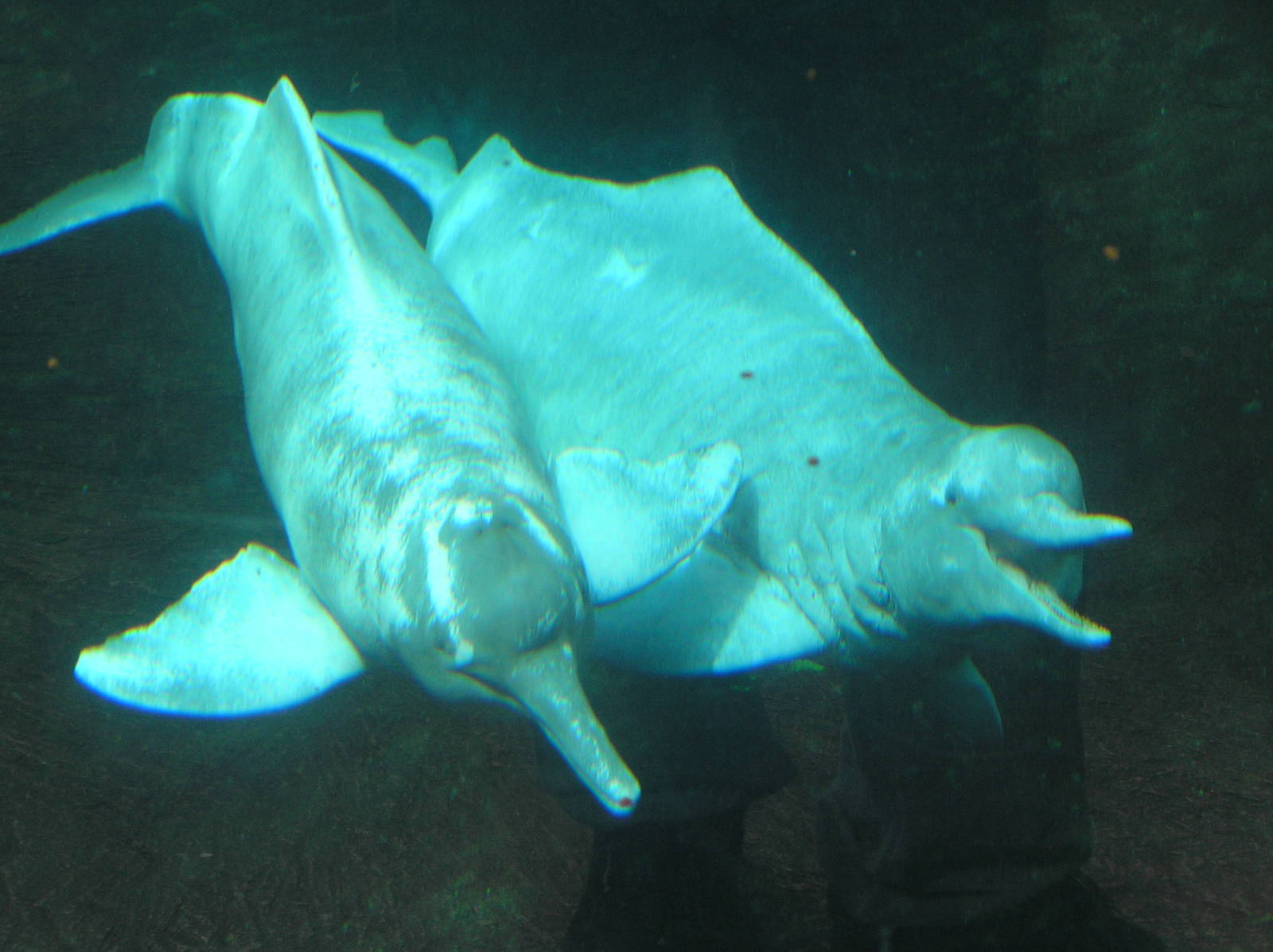 River dolphin - Duisburg