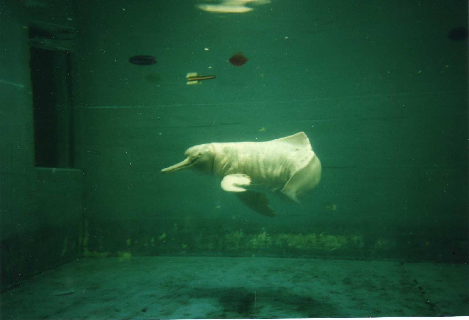 River Dolphin