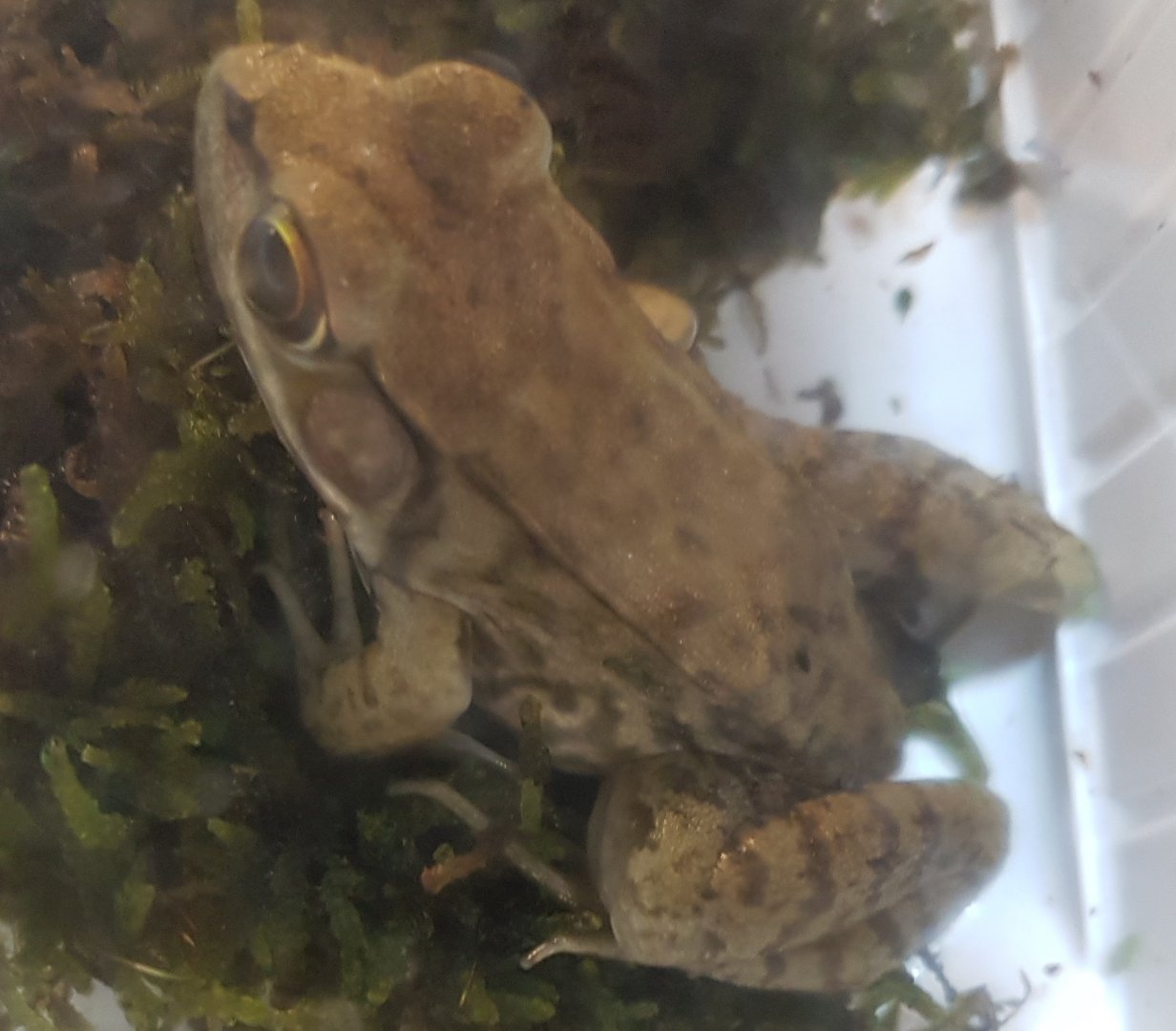 River frog - Rana ( Lithobates ) heckscheri