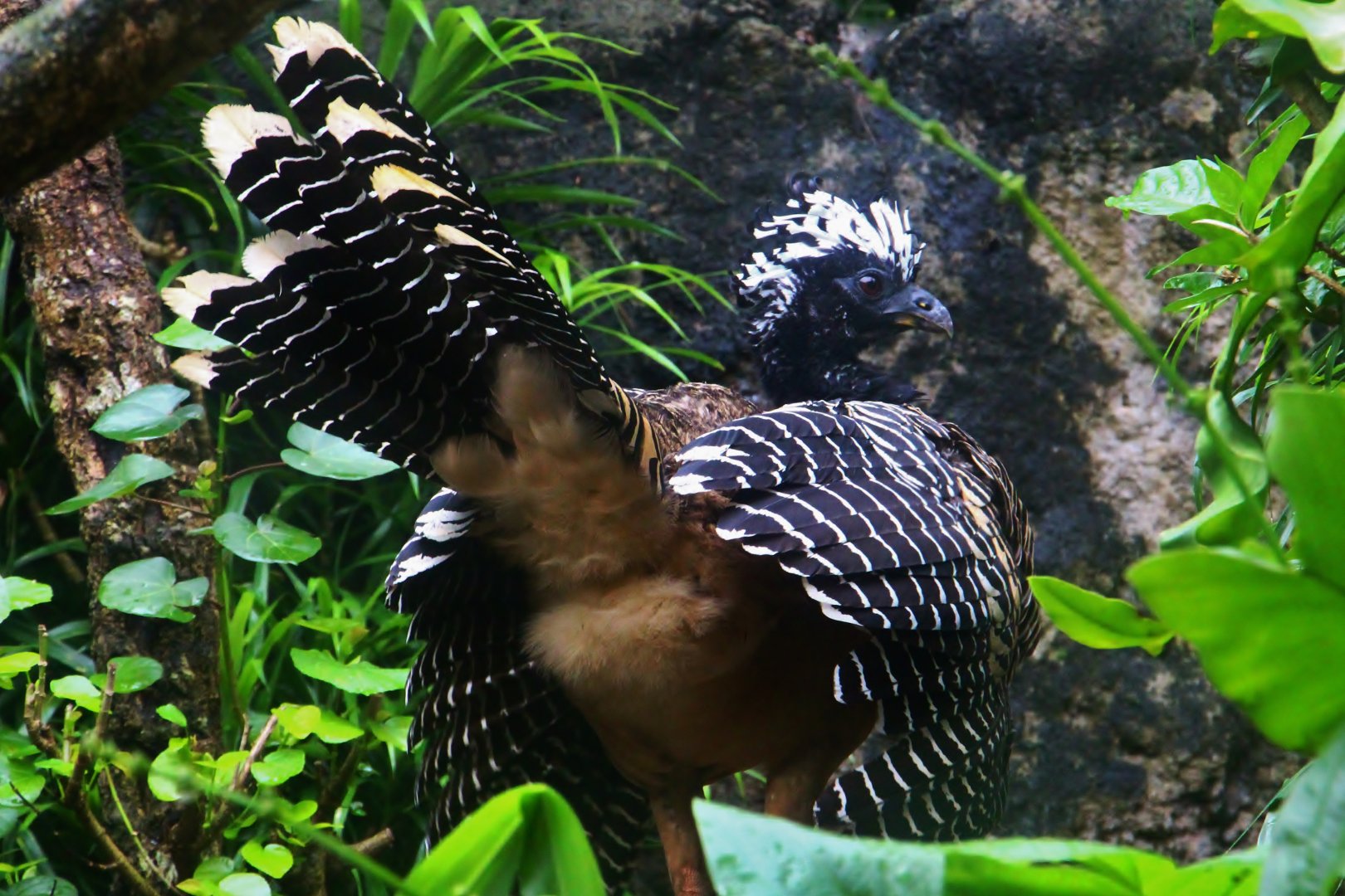 River Gems - Bare-faced Curassow (female)