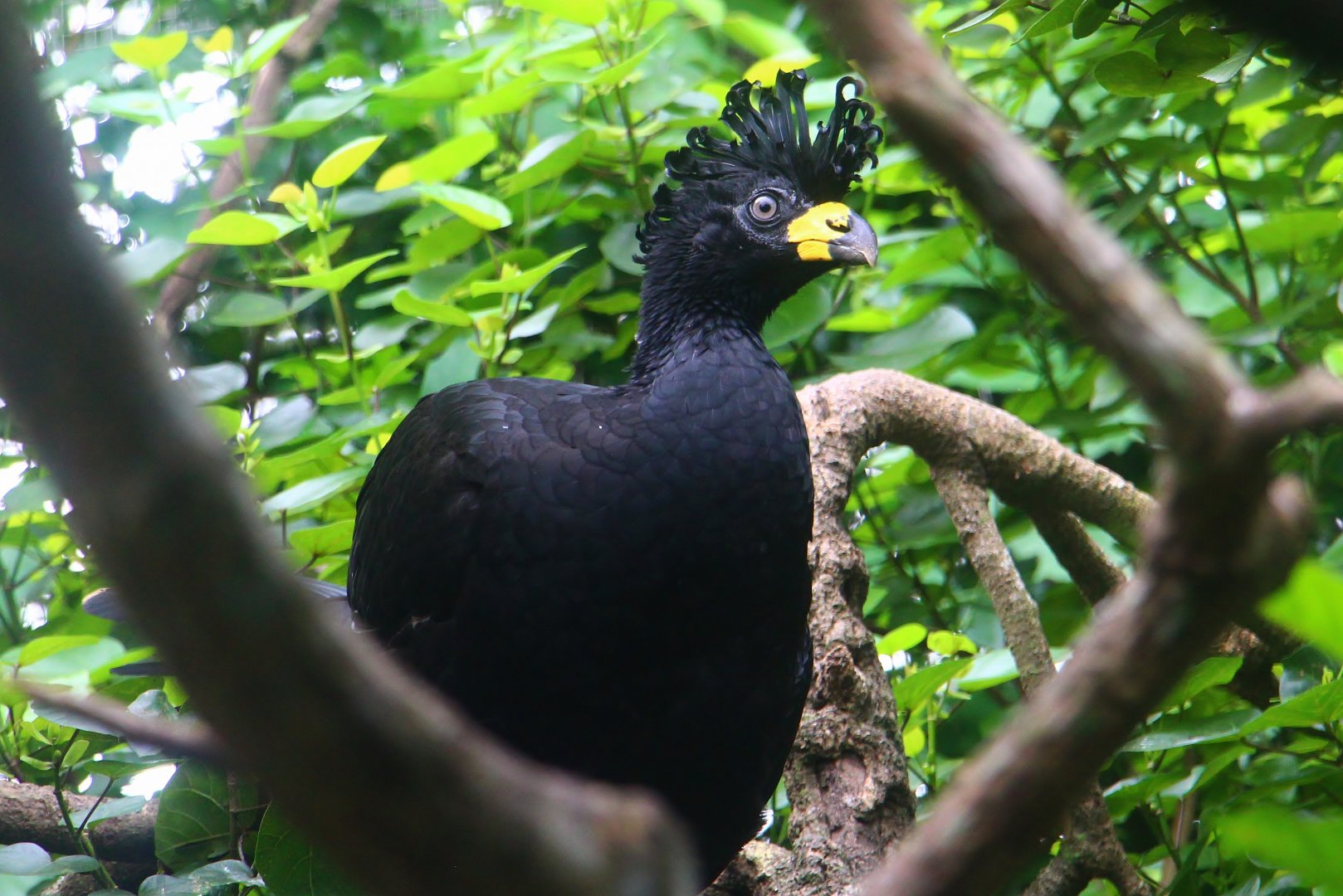 River Gems - Bare-faced Curassow