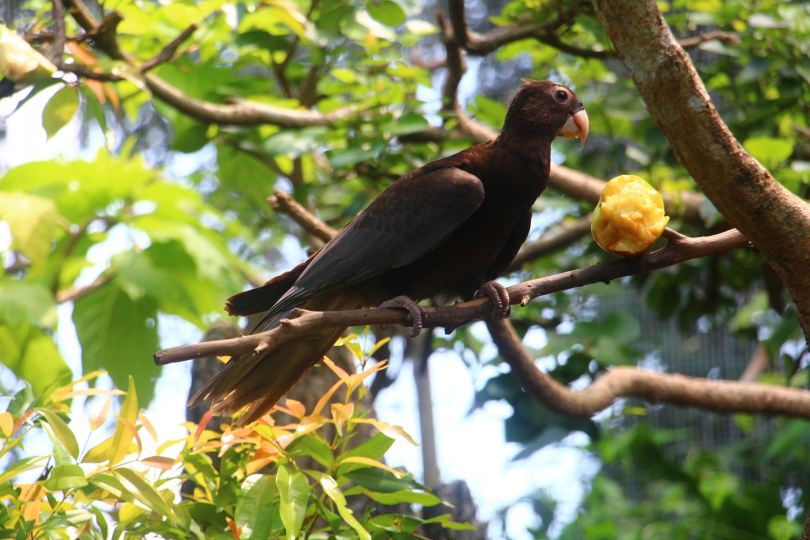 River Gems - Greater Vasa Parrot