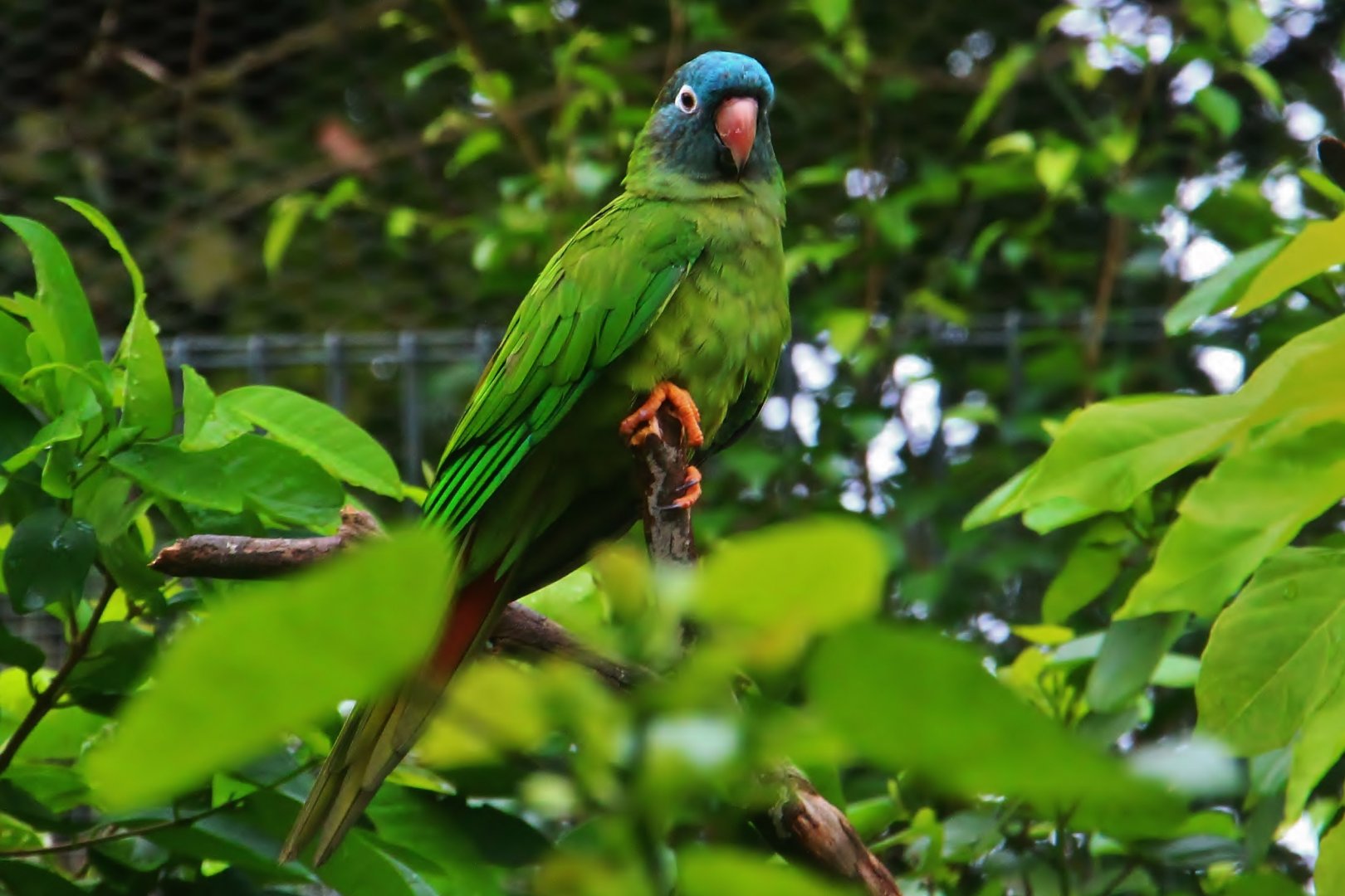 River Gems - Southern Blue-crowned Parakeet (Thectocercus acuticaudatus acuticaudatus)