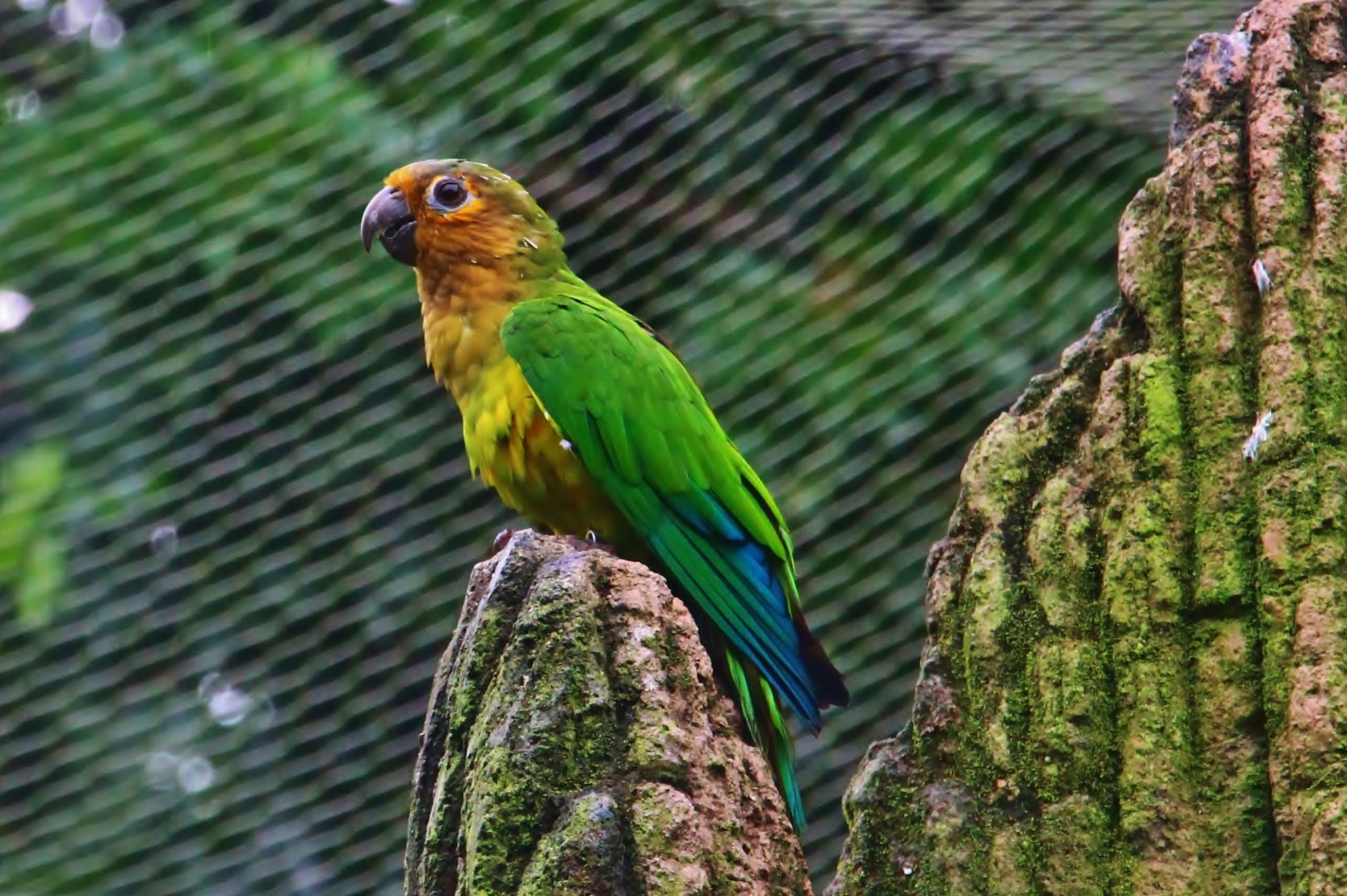River Gems - Suriname Brown-throated Parakeet (Eupsittula pertinax surinama)