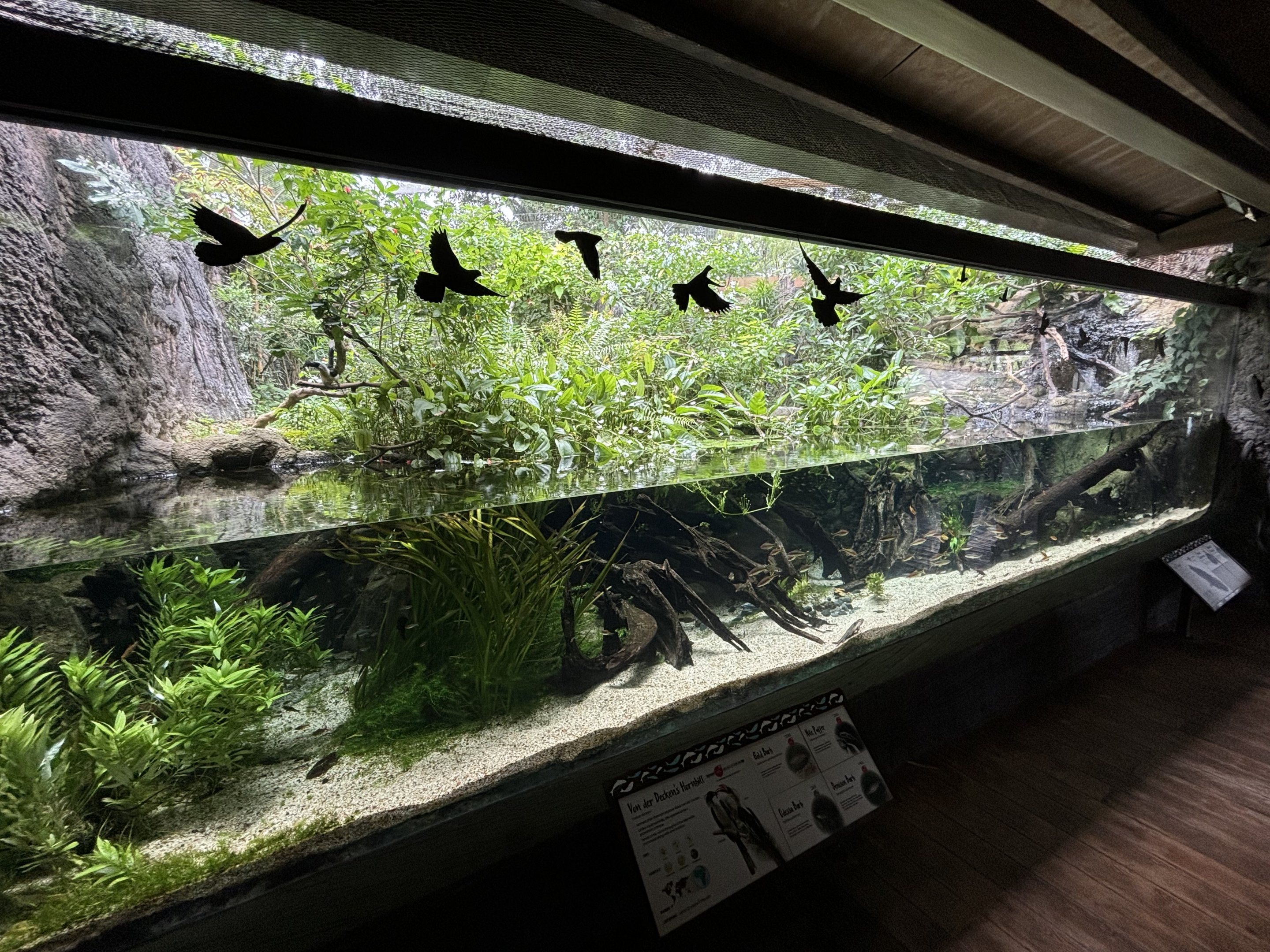 River Gems Tank - with 2 bird species