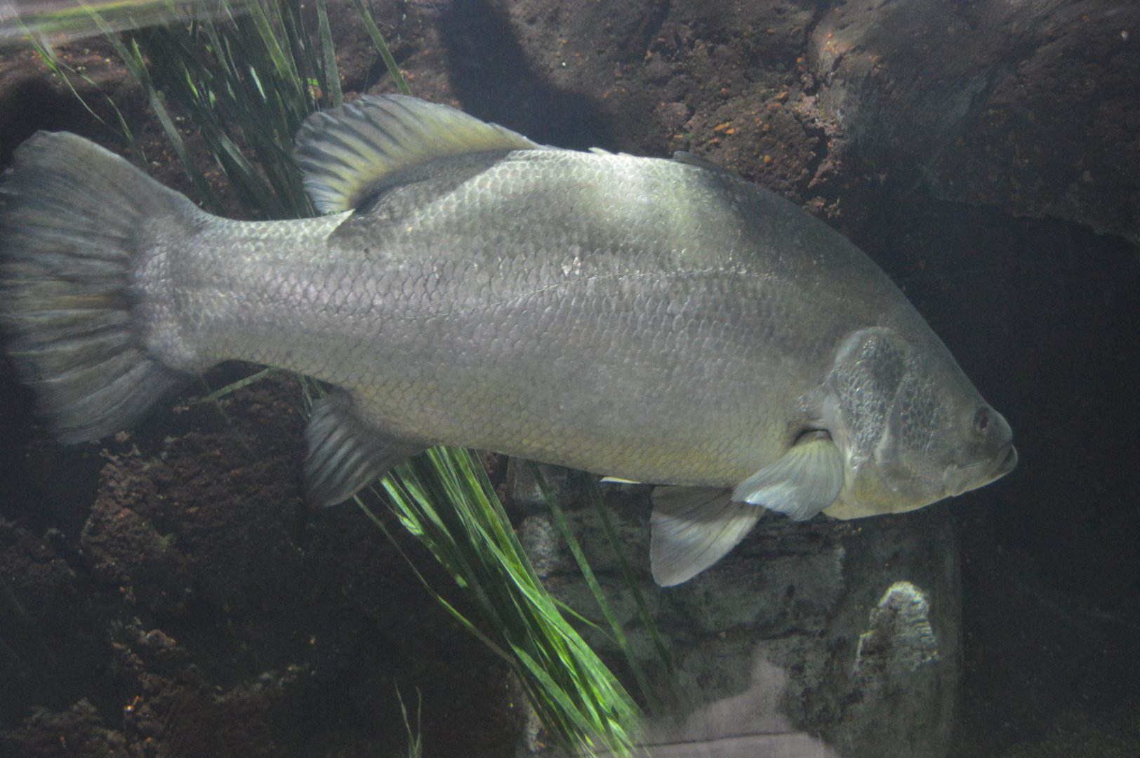 River Giants - Barramundi
