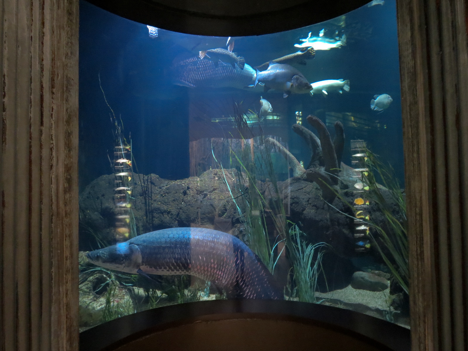 River Giants Exhibit - Arapaima and Others