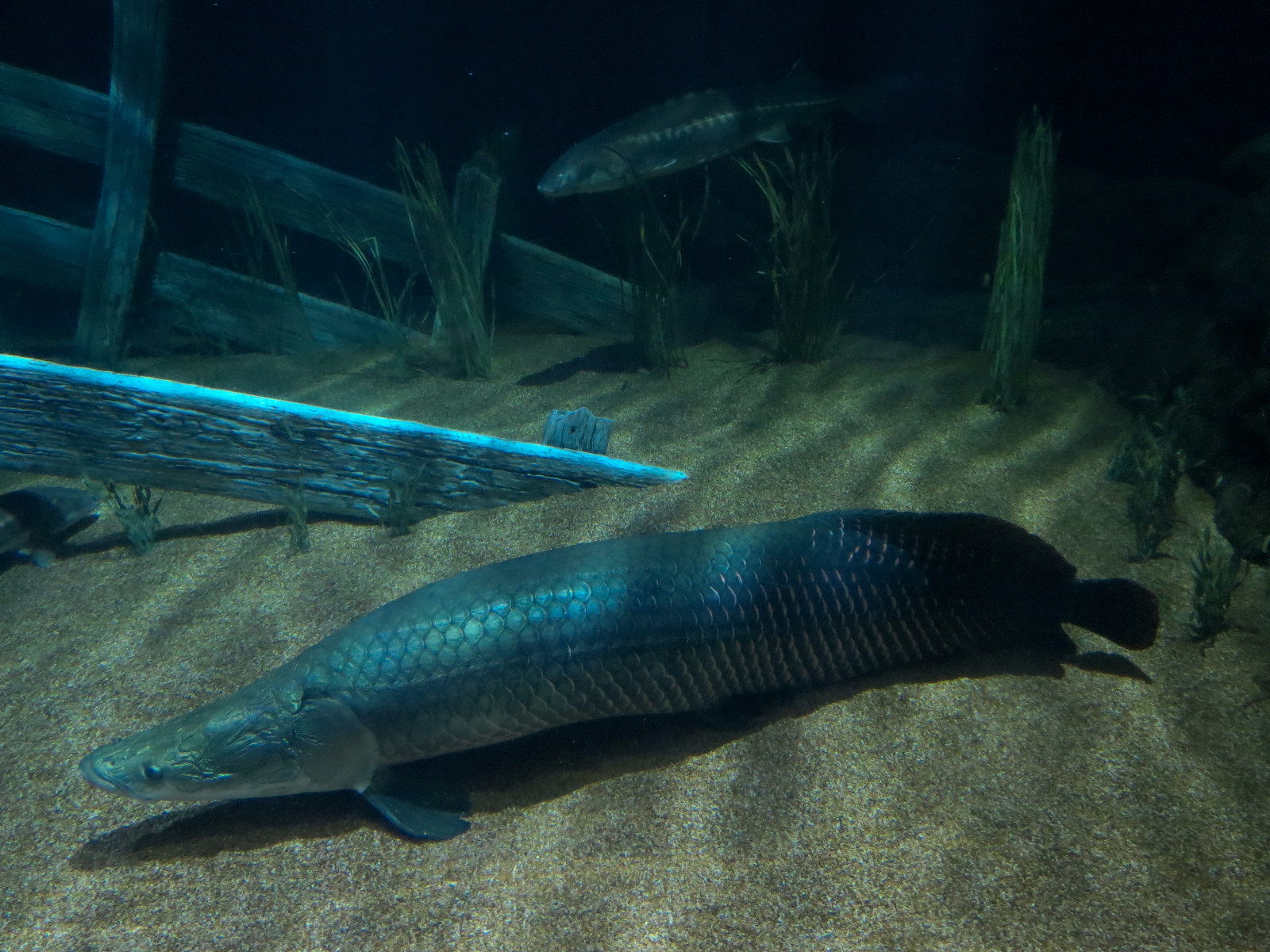 River Giants Exhibit - Arapaima and Others
