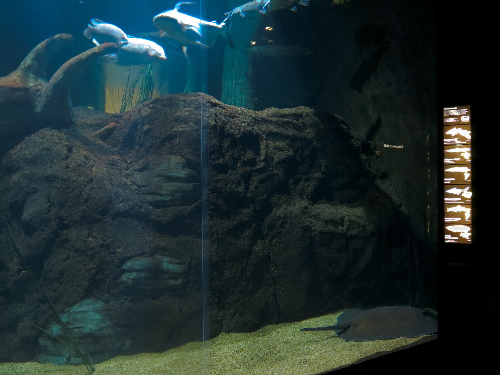 River Giants Exhibit - Freshwater Whipray and Others