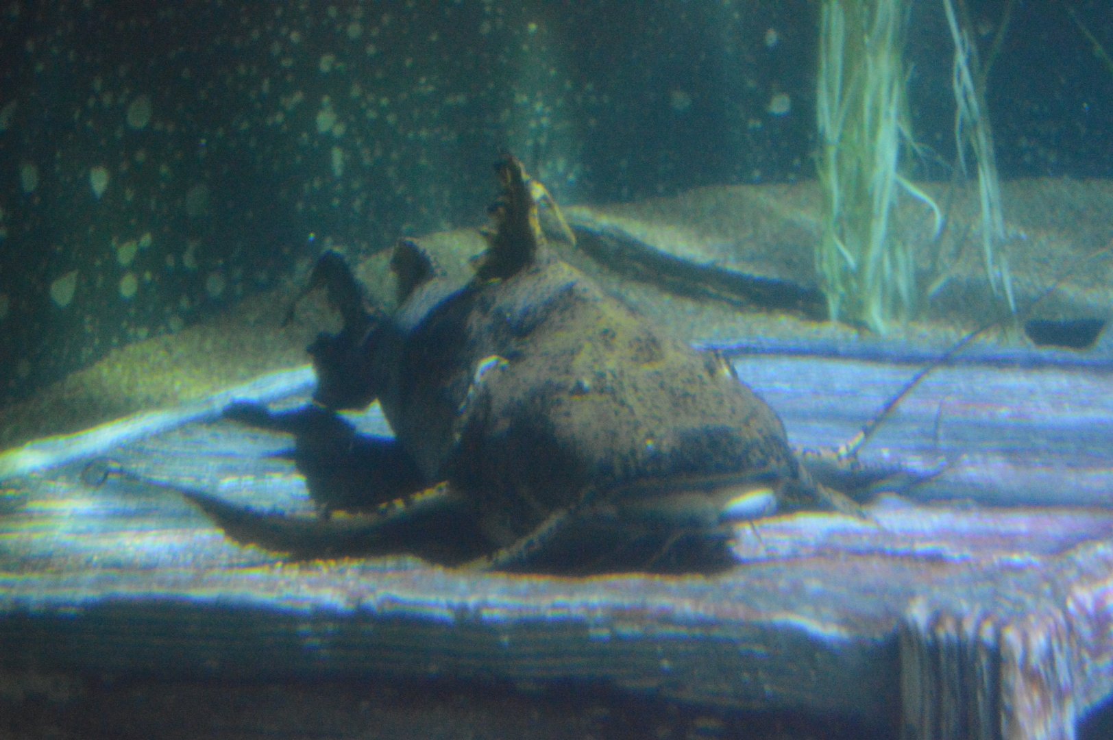 River Giants - Goonch Catfish