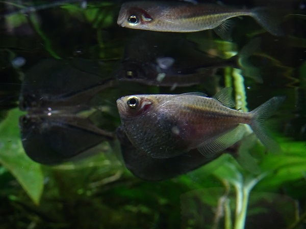 River hatchetfish (Gasteropelecus sternicla) (07/22)