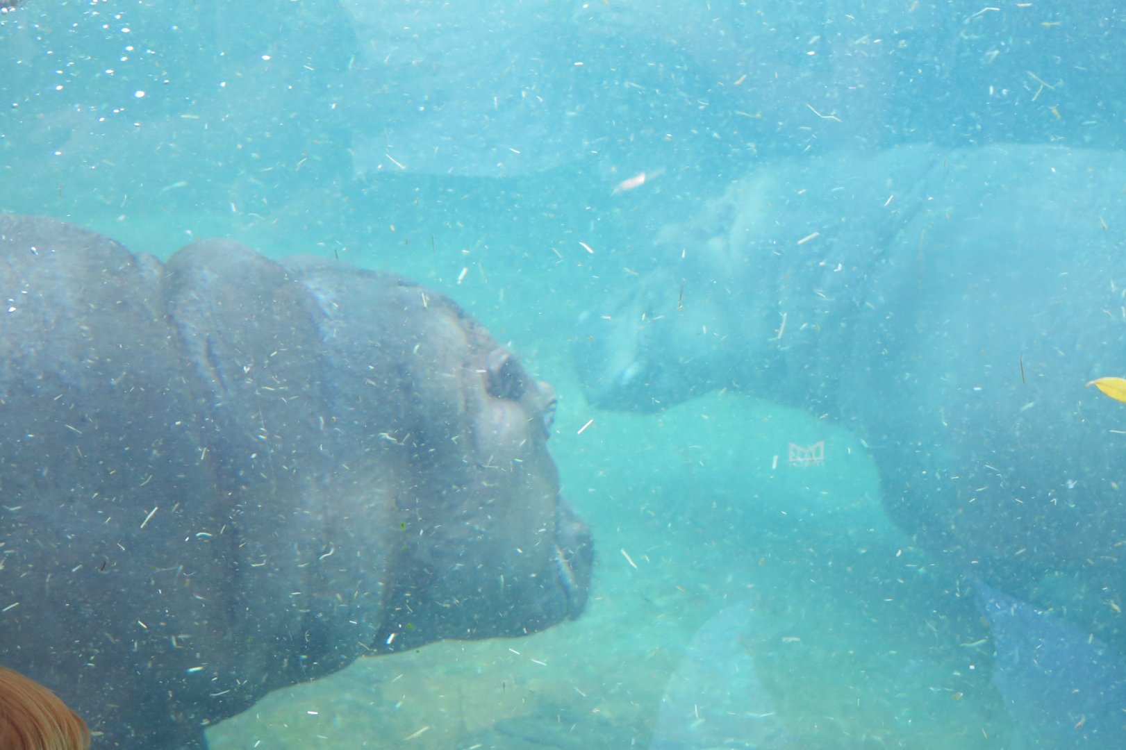 River Hippo(8/23/2024)