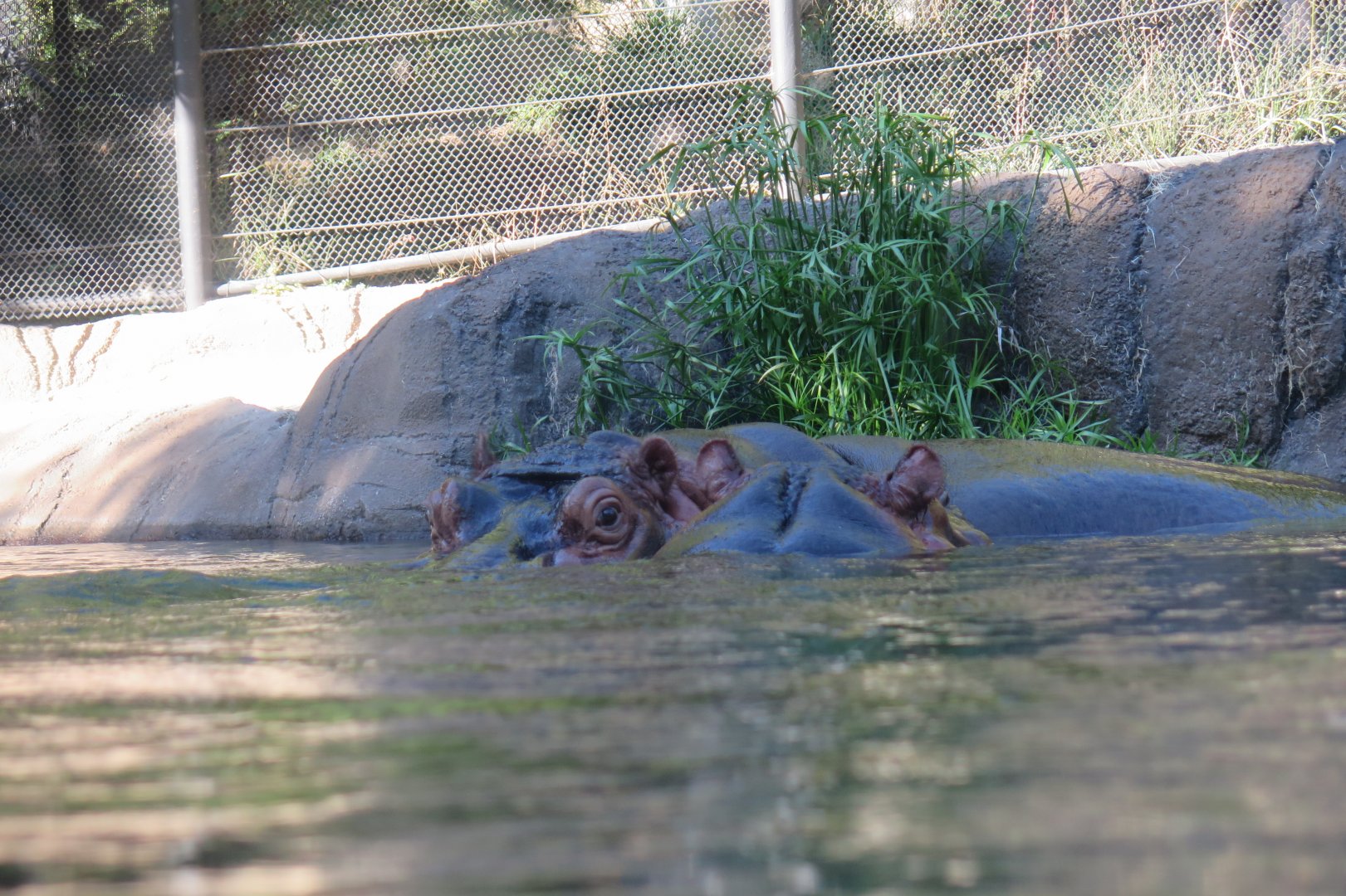 River Hippo(8/23/2024)