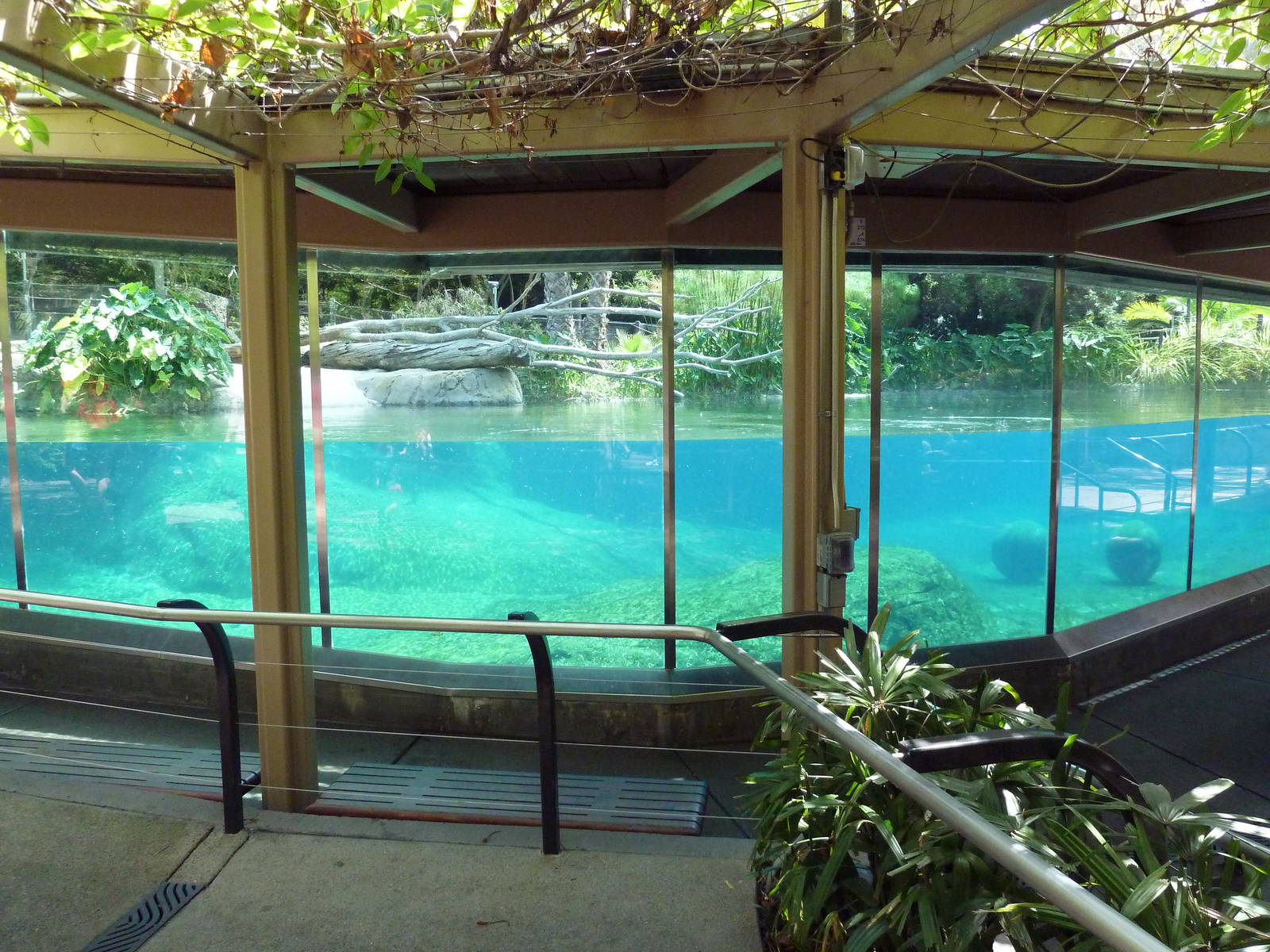 River Hippo Exhibit
