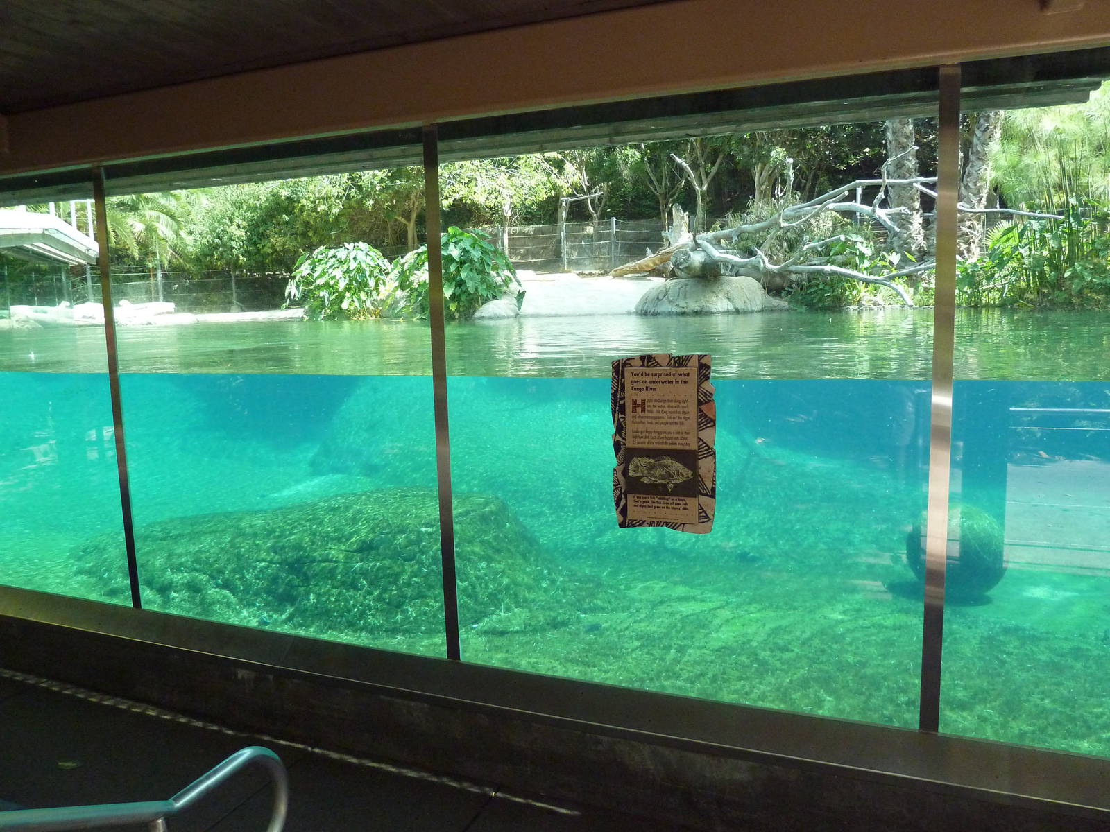 River Hippo Exhibit