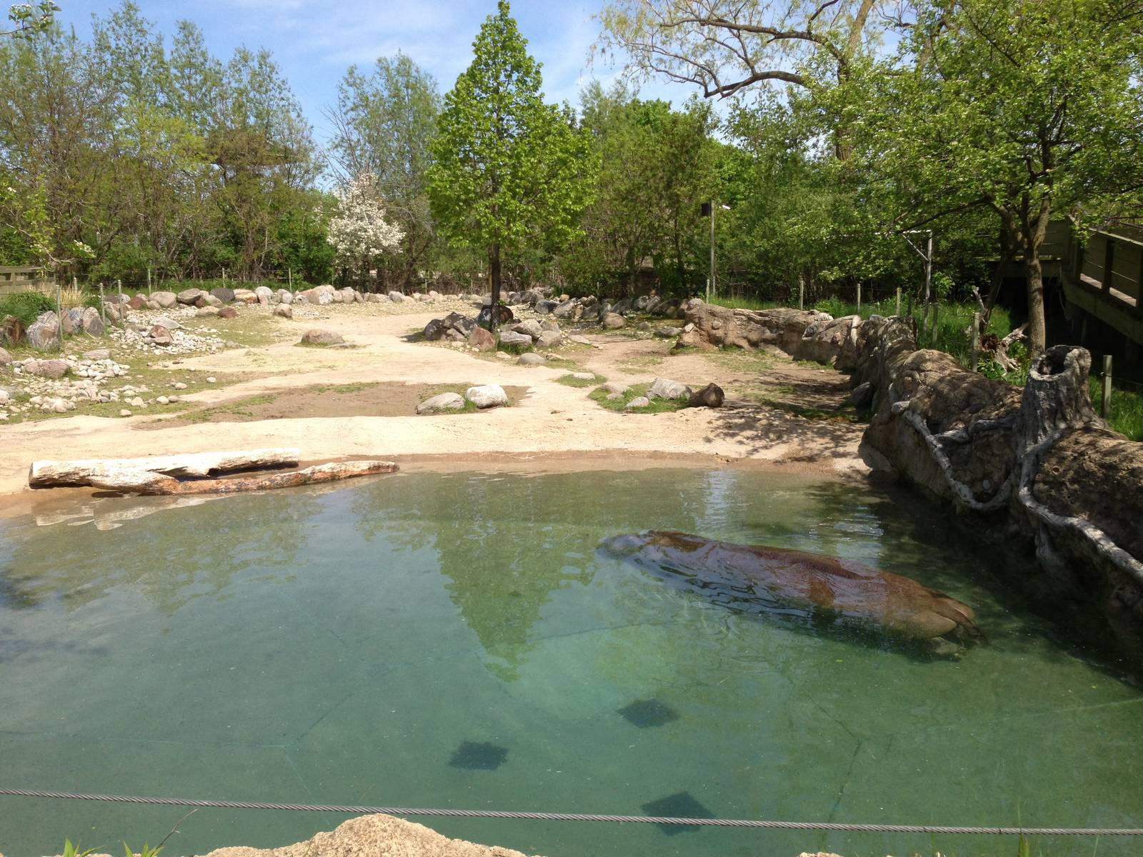 River Hippo Exhibit