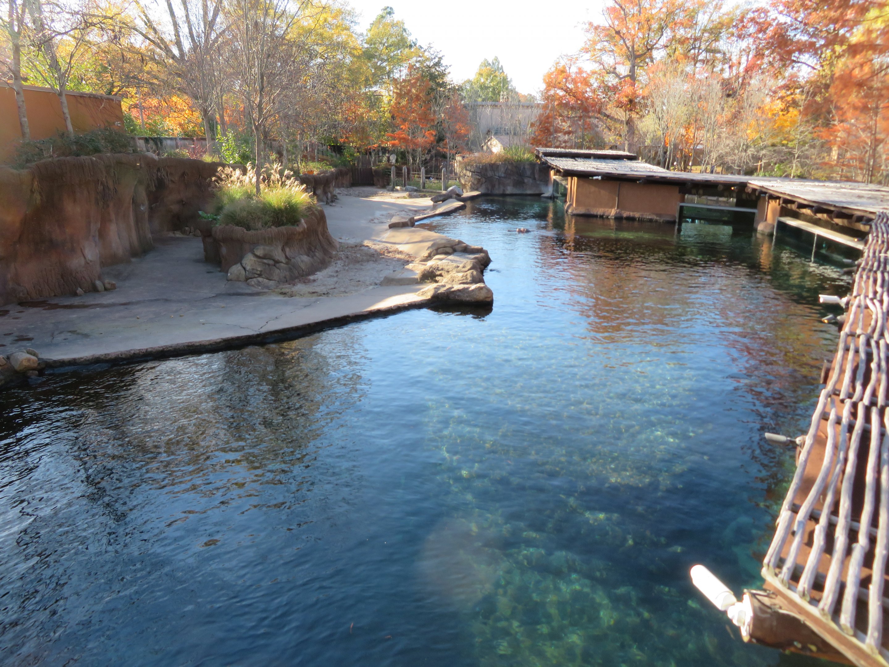 River Hippo Exhibit