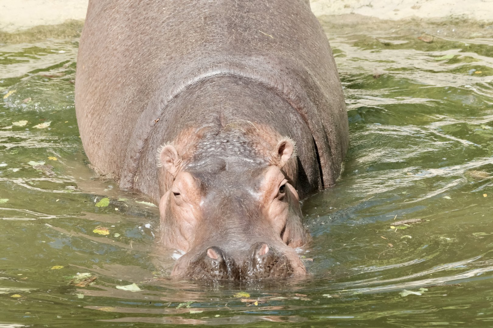 River hippo, Perky (f) - August 29, 2025