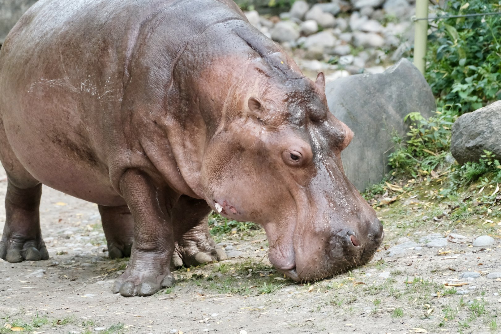 River Hippo, Petal (f) - September 27th, 2025