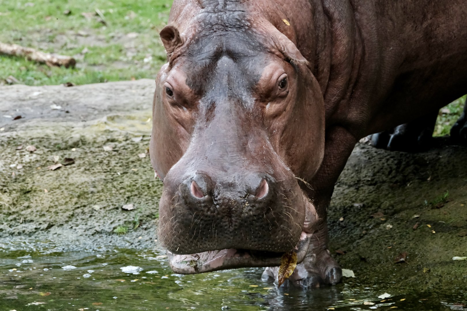 River Hippo, Petal (f) - September 27th, 2025