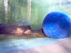 River Hippo playing with his ball