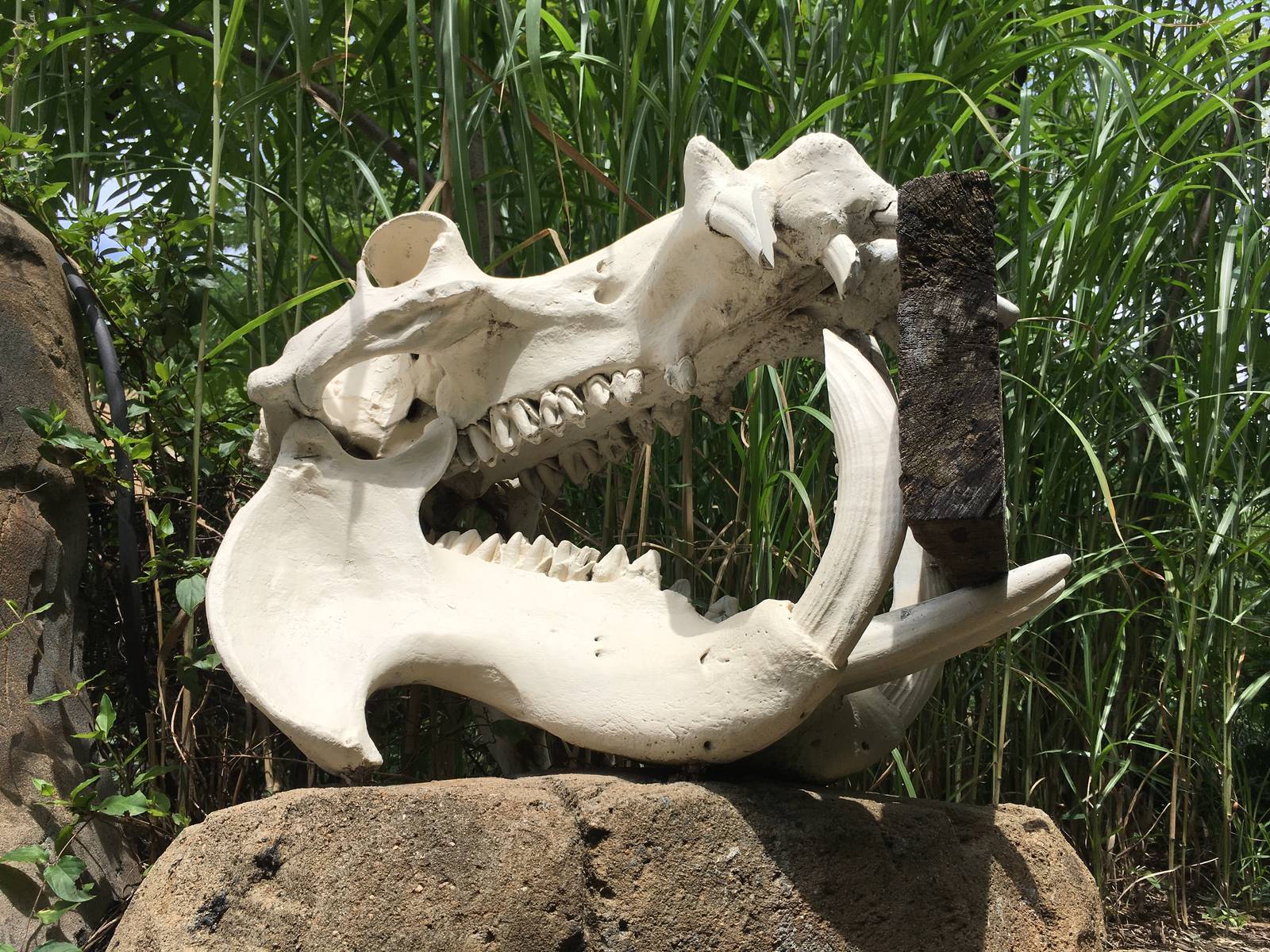River Hippo Skull