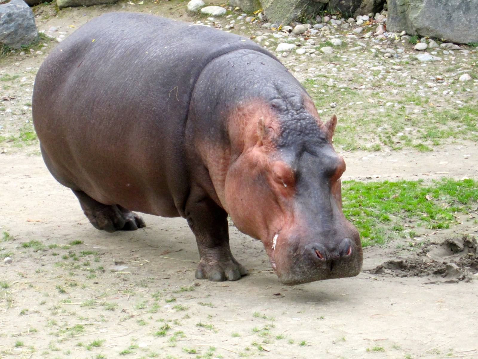 River Hippo
