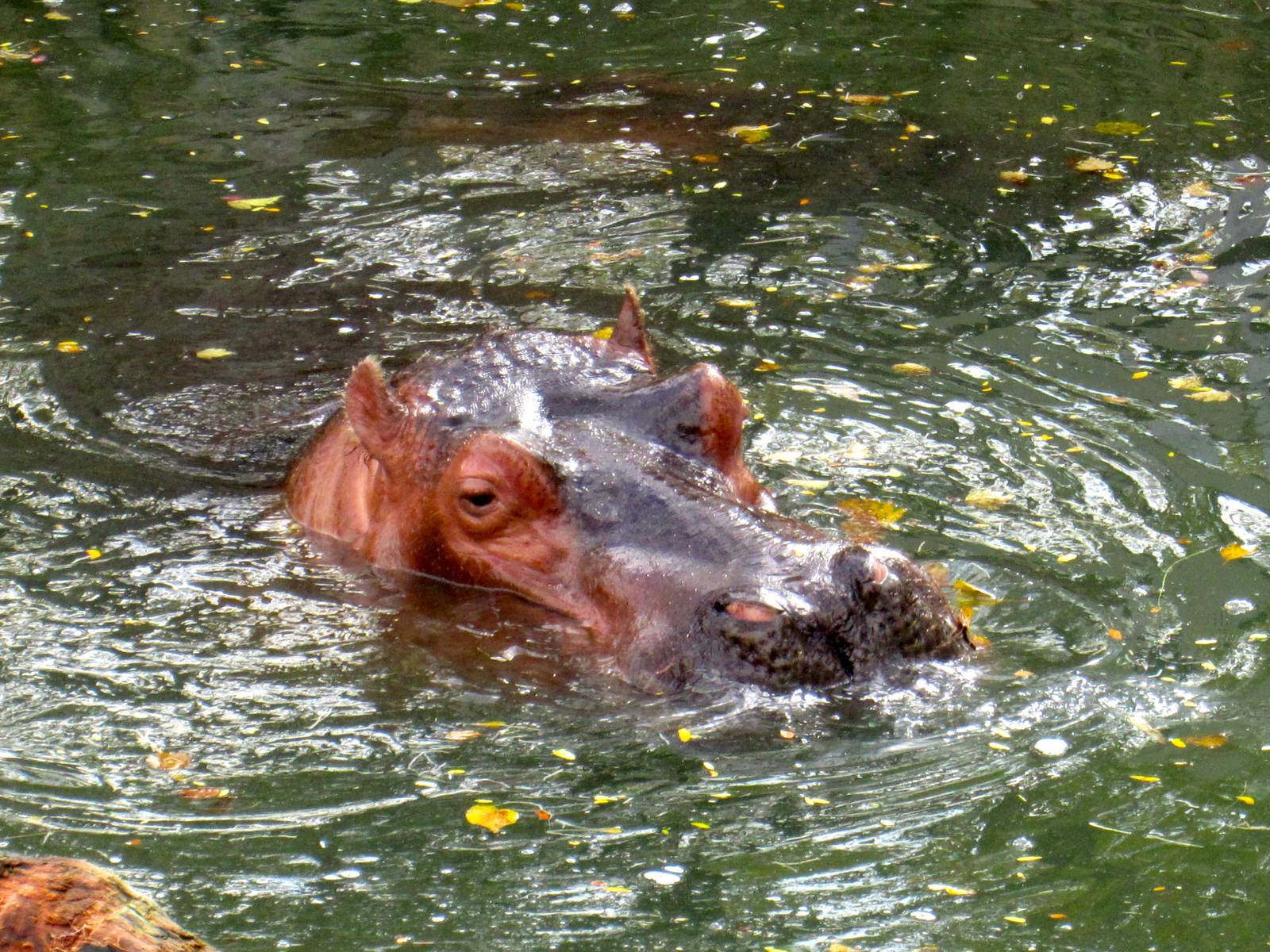 River Hippo
